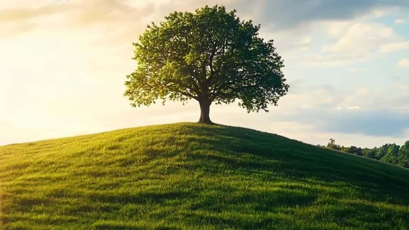 Between Love and Truth: Which Governs the Other?
